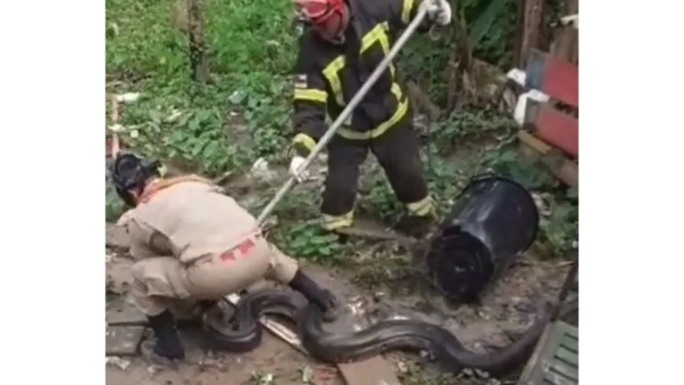 Sucuri com mais de 4 metros é capturada no interior do AM; VEJA