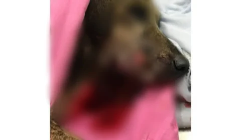 Homem dá tiros na boca de cadela em via pública