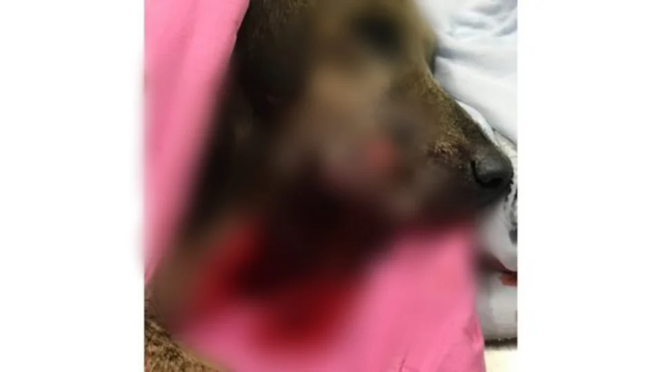 Homem dá tiros na boca de cadela em via pública