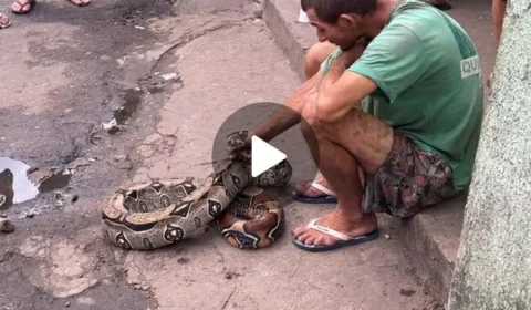 VEJA VÍDEO: jibóia é encontrada no Centro de Manaus