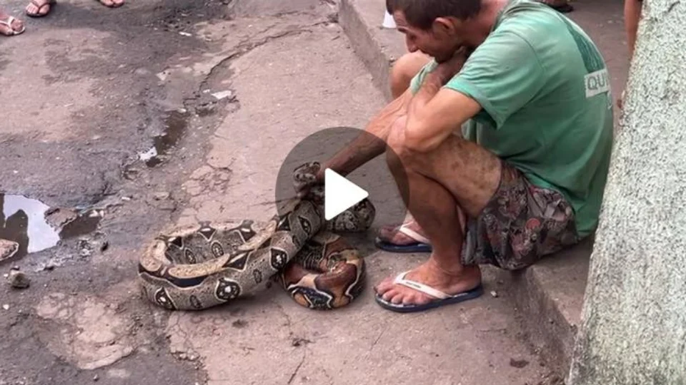 VEJA VÍDEO: jibóia é encontrada no Centro de Manaus