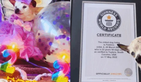 Cachorro de 22 anos quebra recorde de cão mais velho do mundo