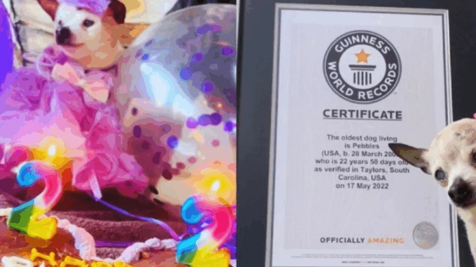 Cachorro de 22 anos quebra recorde de cão mais velho do mundo