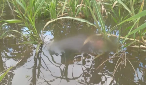 VEJA VÍDEO: pescadores encontram corpo boiando em rio no Amazonas