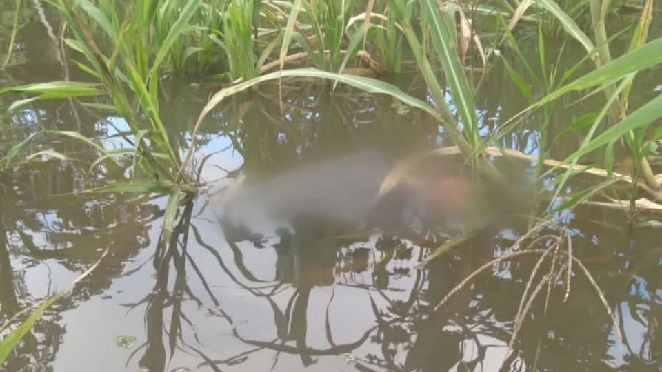 VEJA VÍDEO: pescadores encontram corpo boiando em rio no Amazonas