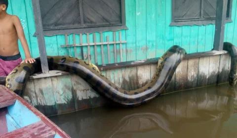 VEJA VÍDEO: Sucuri é abatida em comunidade ribeirinha no Amazonas