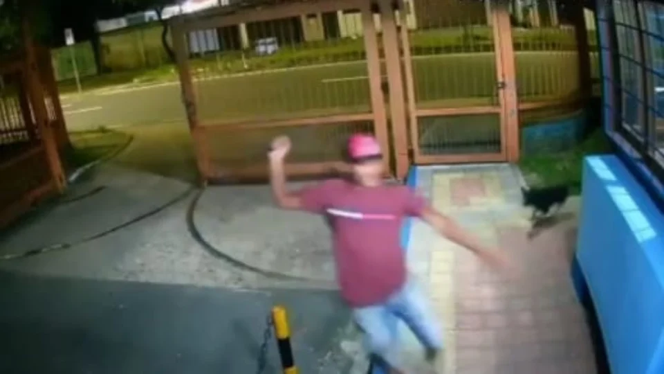 Cadela salva agente de portaria de ataque de bandido com terçado