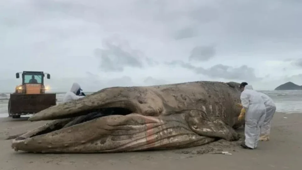 Baleia jubarte de 11 metros é encontrada morta em praia