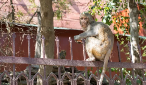 Macacos atacam família e jogam bebê de telhado