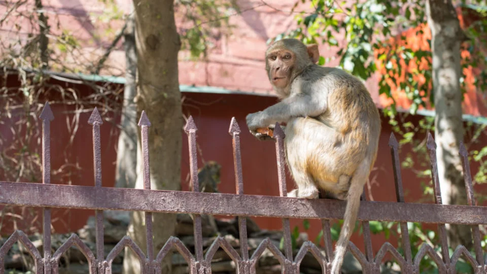 Macacos atacam família e jogam bebê de telhado