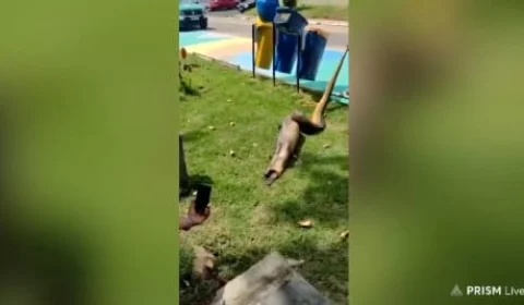 Sucuri é encontrada engolindo jacaré em igarapé de Manaus