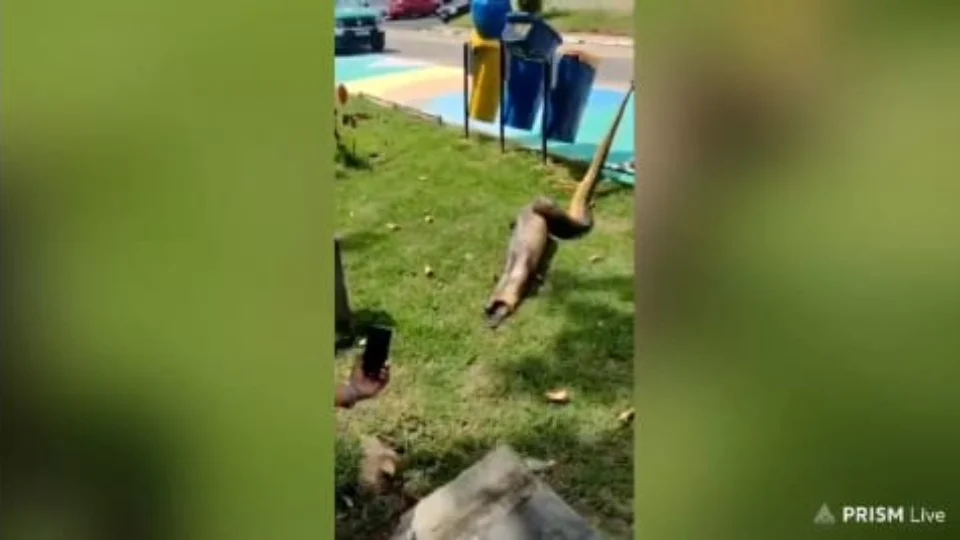 Sucuri é encontrada engolindo jacaré em igarapé de Manaus