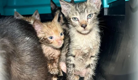 Doze animais foram resgatados após incêndio em residência em Manaus