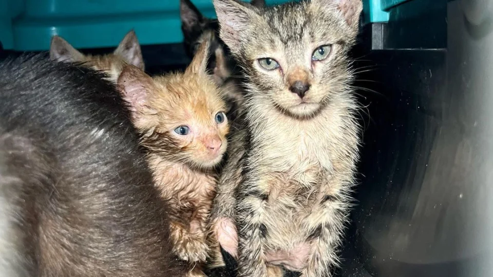 Doze animais foram resgatados após incêndio em residência em Manaus