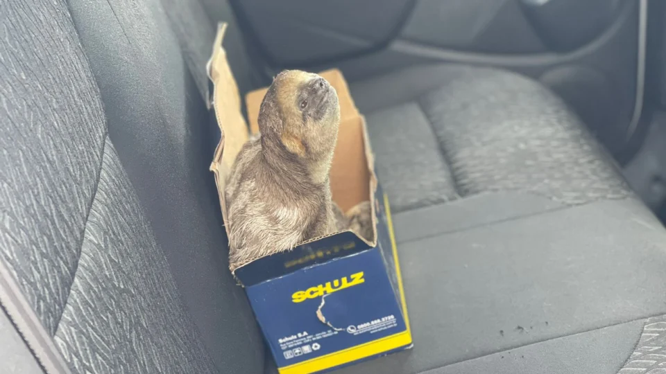 Bicho preguiça machucado é resgatado por PMs