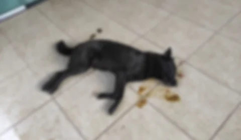 Bandidos matam cães envenenados em tentativa de roubo a uma casa no Mauazinho