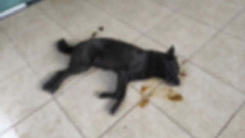 Bandidos matam cães envenenados em tentativa de roubo a uma casa no Mauazinho