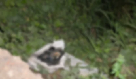 Partes de corpo esquartejado são encontrados em frente ao aterro sanitário de Manaus