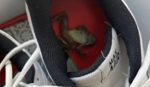 Mulher afirma que chulé do marido foi capaz de matar um sapo