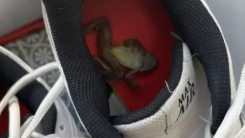 Mulher afirma que chulé do marido foi capaz de matar um sapo