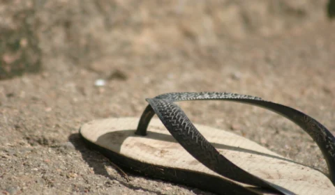 Mulher usa chinelo para assaltar ônibus e é presa