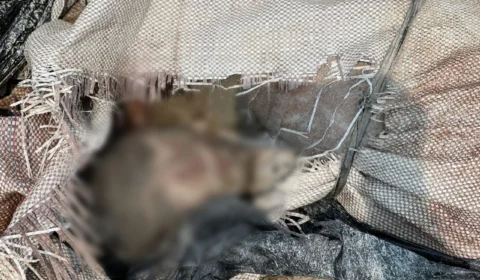 Corpo esquartejado é encontrado no bairro Distrito II