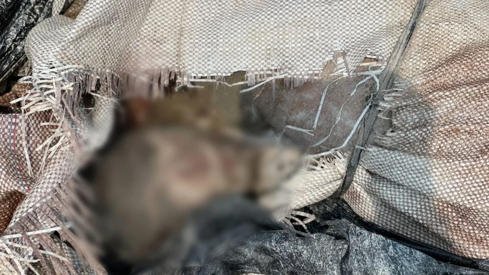 Corpo esquartejado é encontrado no bairro Distrito II