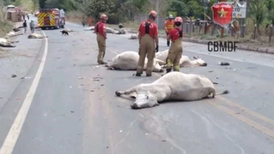 Carreta perde o controle e tomba após matar 21 bois atropelados