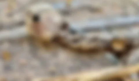 Restos mortais de uma criança são encontrados em residência