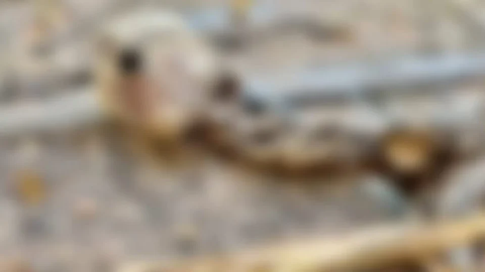 Restos mortais de uma criança são encontrados em residência