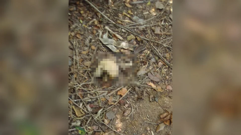 Mãe leva filho para aprender dirigir e acabam encontrando ossada humana em Iranduba