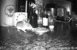 Mulher prepara jantar gourmet para rato que mora na parede de sua casa