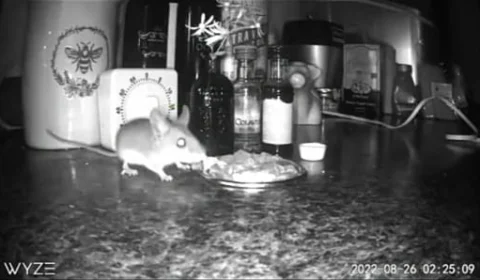 Mulher prepara jantar gourmet para rato que mora na parede de sua casa