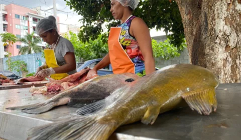 Mais de 12 toneladas de tambaqui são vendidas nesta sexta e sábado na sede da FAS