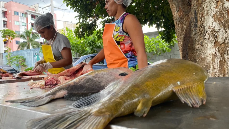 Mais de 12 toneladas de tambaqui são vendidas nesta sexta e sábado na sede da FAS