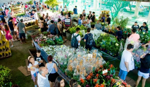 Feira de Flores de Holambra volta a Manaus a partir do dia 16 de setembro