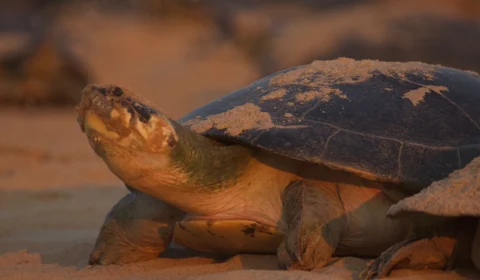 Ameaçados pelo consumo ilegal, quelônios são pouco conhecidos por adolescentes de Manaus, aponta pesquisa