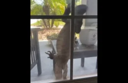 Lagarto gigante assusta moradores ao tentar entrar em casa pela janela