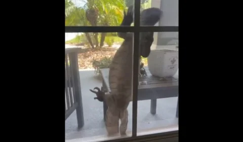 Lagarto gigante assusta moradores ao tentar entrar em casa pela janela
