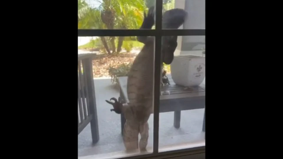 Lagarto gigante assusta moradores ao tentar entrar em casa pela janela
