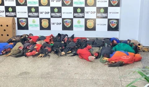 PM ‘estoura’ local que era usado para rinha de galos