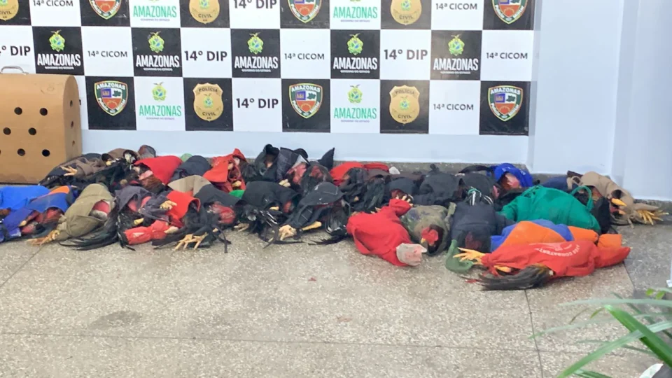 PM ‘estoura’ local que era usado para rinha de galos