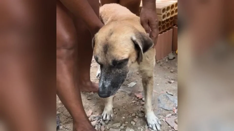 Câmera de segurança flagra homem batendo em cachorro com ripa