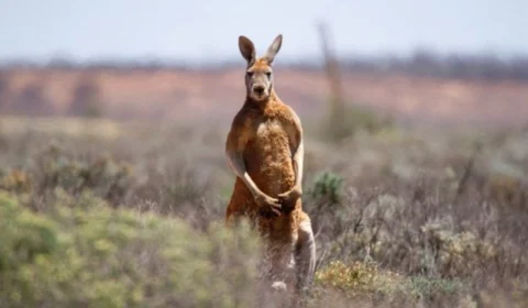 Homem é morto por canguru que criava como animal de estimação
