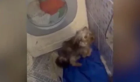 Mulher é acusada de agredir cachorro para se vingar de marido