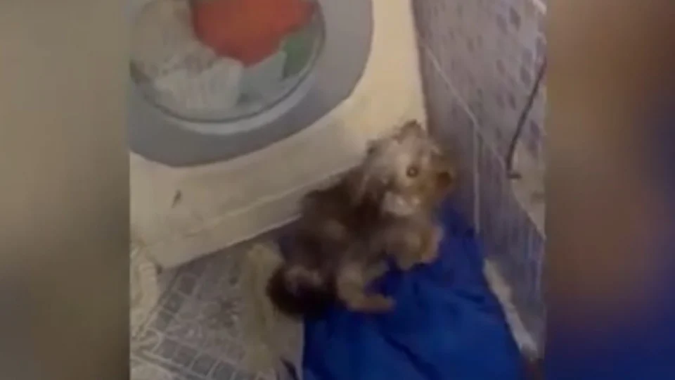 Mulher é acusada de agredir cachorro para se vingar de marido