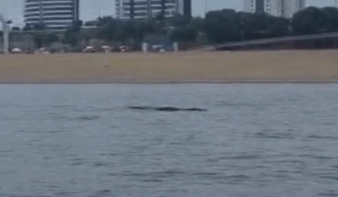 VEJA VÍDEO: jacaré é avistado na Ponta Negra e impressiona pelo tamanho