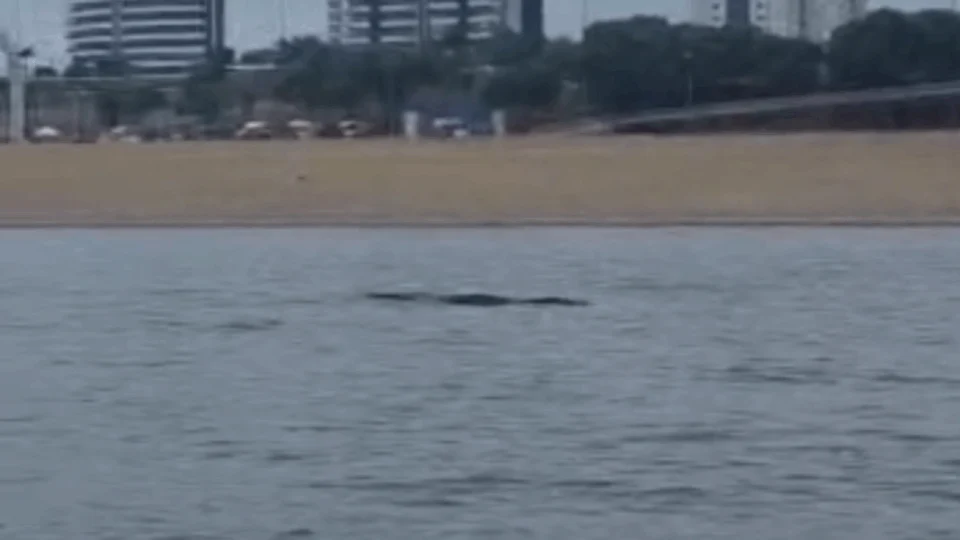 VEJA VÍDEO: jacaré é avistado na Ponta Negra e impressiona pelo tamanho