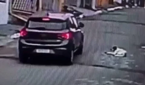 Motorista é preso após atropelar e matar cão de propósito