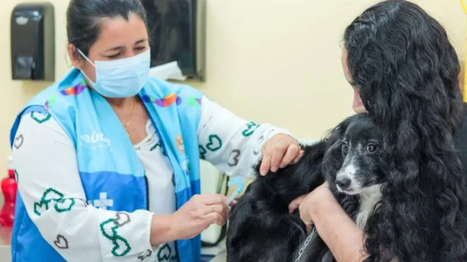 Vacinação antirrábica animal é mantida no feriado prolongado em Manaus